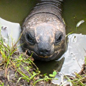 ALDABRA BREEDER