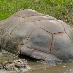ALDABRA BREEDER