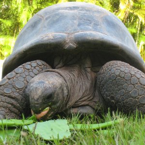 ALDABRA BREEDER