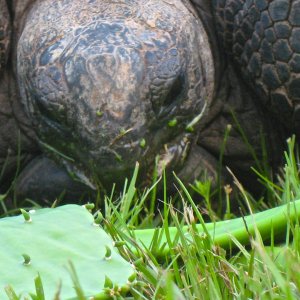 ALDABRA BREEDER