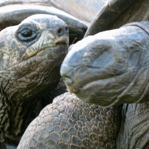ALDABRA BREEDER