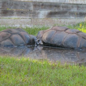 ALDABRA BREEDER