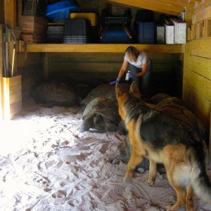 ALDABRA BREEDER