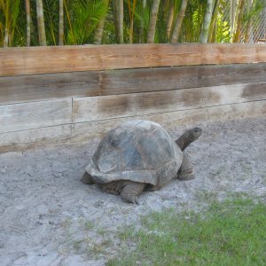 ALDABRA BREEDER