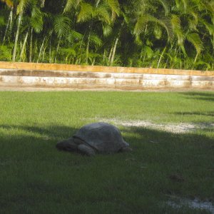ALDABRA BREEDER