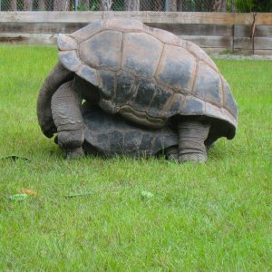 ALDABRA BREEDER