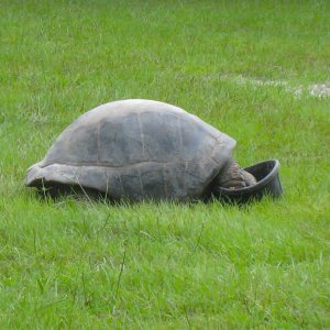 ALDABRA BREEDER