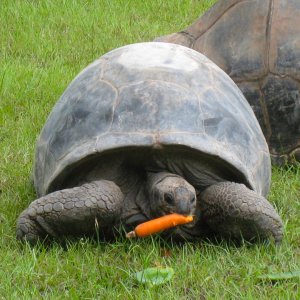 ALDABRA BREEDER