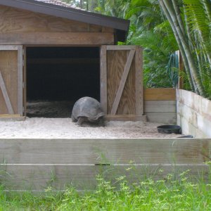 ALDABRA BREEDER