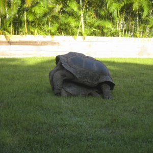 ALDABRA BREEDER