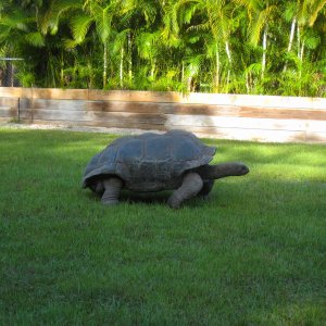 ALDABRA BREEDER