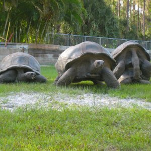 ALDABRA BREEDER