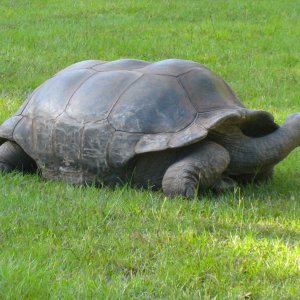 ALDABRA BREEDER