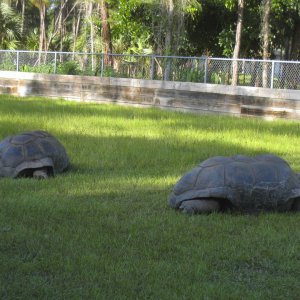 ALDABRA BREEDER