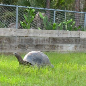 ALDABRA BREEDER