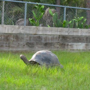ALDABRA BREEDER