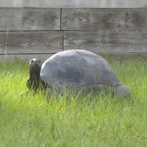 ALDABRA BREEDER