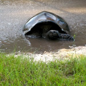 ALDABRA BREEDER