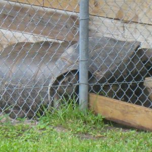 ALDABRA BREEDER