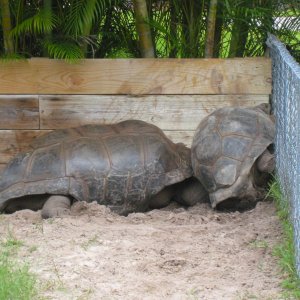 ALDABRA BREEDER