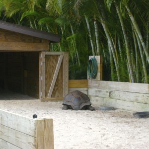 ALDABRA BREEDER