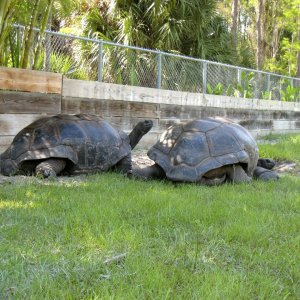 ALDABRA BREEDER