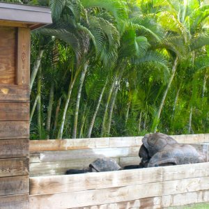 ALDABRA BREEDER