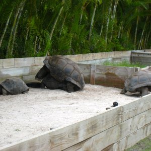 ALDABRA BREEDER