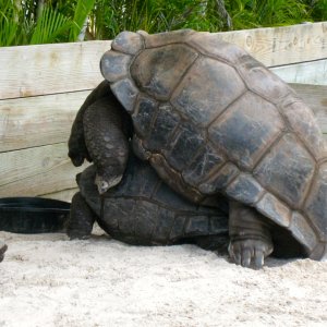 ALDABRA BREEDER
