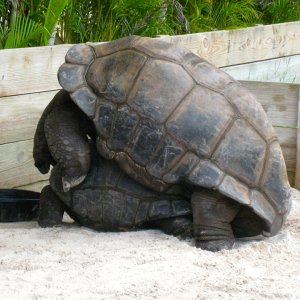 ALDABRA BREEDER