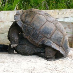 ALDABRA BREEDER
