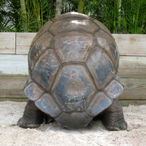 ALDABRA BREEDER