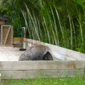 ALDABRA BREEDER