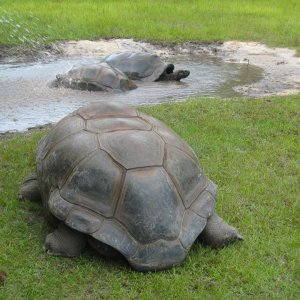 ALDABRA BREEDER