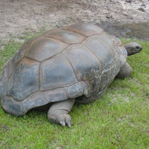 ALDABRA BREEDER