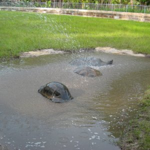 ALDABRA BREEDER