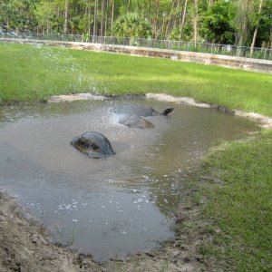 ALDABRA BREEDER