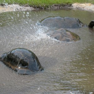 ALDABRA BREEDER