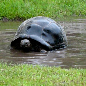 ALDABRA BREEDER