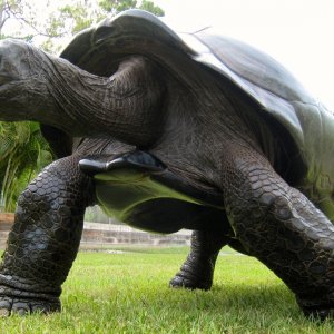 ALDABRA BREEDER