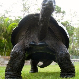 ALDABRA BREEDER