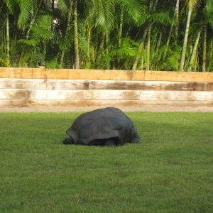 ALDABRA BREEDER