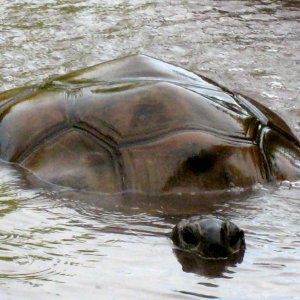 ALDABRA BREEDER