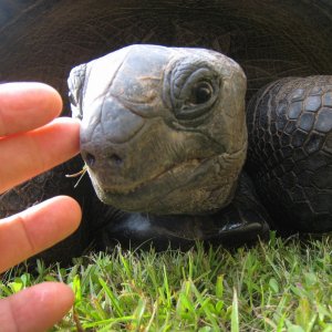 ALDABRA BREEDER