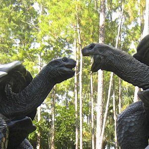 ALDABRA BREEDER