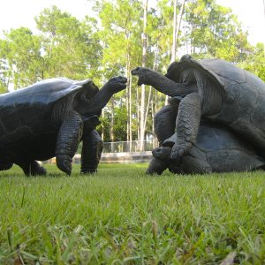 ALDABRA BREEDER
