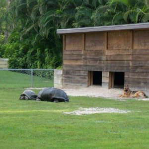 ALDABRA BREEDER