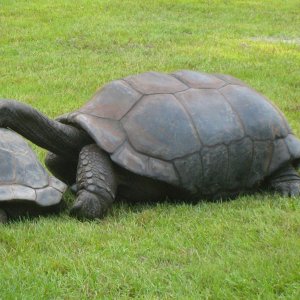 ALDABRA BREEDER
