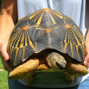 ALDABRA BREEDER
