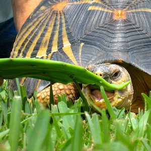ALDABRA BREEDER